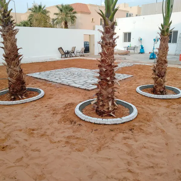 زراعة نخيل مع حلقات حجرية حول الجذوع — تنفيذ غصون الصفوة